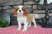 Ike, a male Cavalier King Charles Spaniel for sale in Charm, OH – 2 of 4