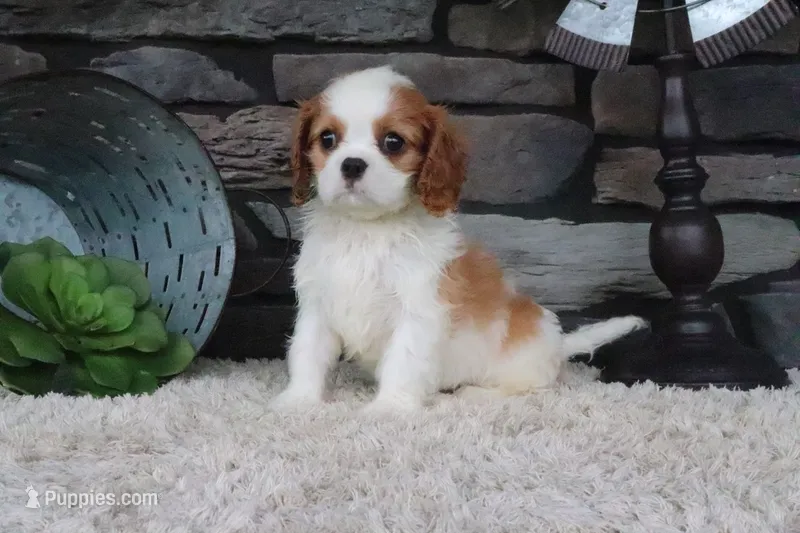 Toby – Cavalier King Charles Spaniel puppy for sale in Charm, OH