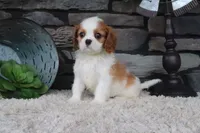 Toby, a male Cavalier King Charles Spaniel for sale in Charm, OH – 1 of 4