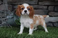 Isabell, a female Cavalier King Charles Spaniel for sale in Charm, OH – 5 of 6