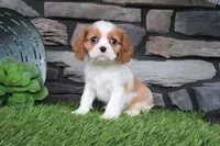 Lottie, a female Cavalier King Charles Spaniel for sale in Charm, OH – 1 of 4