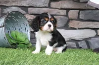 Lucy, a female Cavalier King Charles Spaniel for sale in Charm, OH – 2 of 5