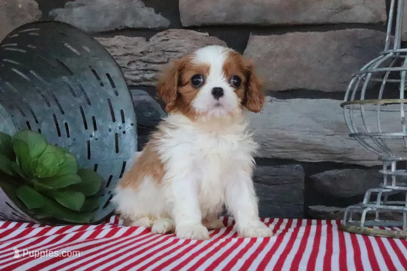 Tanner – Cavalier King Charles Spaniel puppy for sale in Charm, OH