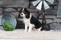 Sterling, a male Cavalier King Charles Spaniel for sale in Charm, OH – 3 of 6
