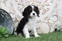 Penny, a female Cavalier King Charles Spaniel for sale in Charm, OH – Photo 5 of 5