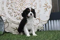 Penny, a female Cavalier King Charles Spaniel for sale in Charm, OH – Photo 4 of 5