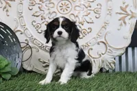 Penny, a female Cavalier King Charles Spaniel for sale in Charm, OH – Photo 2 of 5
