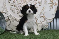 Penny, a female Cavalier King Charles Spaniel for sale in Charm, OH – Photo 1 of 5