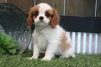 Gilbert, a male Cavalier King Charles Spaniel for sale in Charm, OH – 2 of 5
