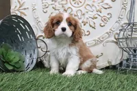 Cecil, a male Cavalier King Charles Spaniel for sale in Charm, OH – 5 of 6