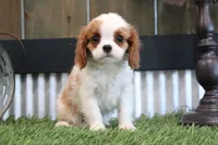 Gilbert, a male Cavalier King Charles Spaniel for sale in Charm, OH – 3 of 5