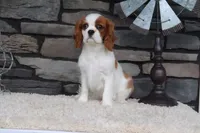 Ace, a male Cavalier King Charles Spaniel for sale in Charm, OH – 5 of 9
