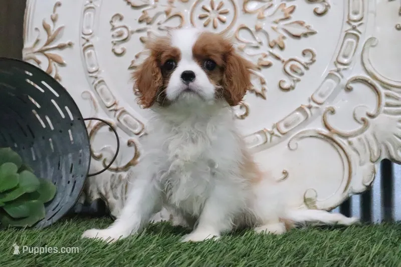 Tanner – Cavalier King Charles Spaniel puppy for sale in Charm, OH