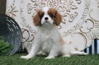 Tanner, a male Cavalier King Charles Spaniel for sale in Charm, OH – 1 of 5