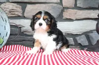 Josefina, a female Cavalier King Charles Spaniel for sale in Charm, OH – 5 of 5