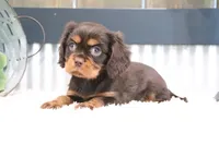 Dewey, a male Cavalier King Charles Spaniel for sale in Charm, OH – 2 of 5