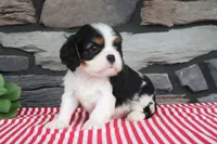 Earl, a male Cavalier King Charles Spaniel for sale in Charm, OH – 2 of 4