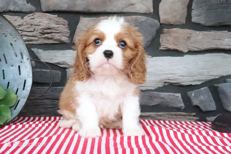 Jimbo – Cavalier King Charles Spaniel puppy for sale in Charm, OH