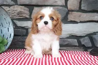 Jimbo, a female Cavalier King Charles Spaniel for sale in Charm, OH – 1 of 4