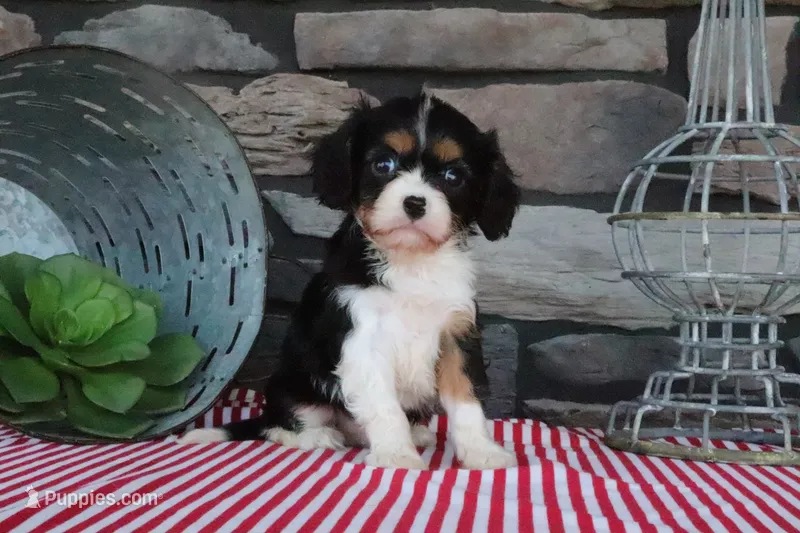 Rocky – Cavalier King Charles Spaniel puppy for sale in Charm, OH