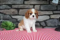 Douglas, a female Cavalier King Charles Spaniel for sale in Charm, OH – 2 of 5