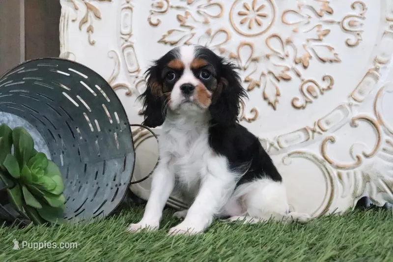 Sophine – Cavalier King Charles Spaniel puppy for sale in Charm, OH