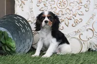 Sophine, a female Cavalier King Charles Spaniel for sale in Charm, OH – Photo 1 of 4