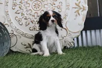 Sophine, a female Cavalier King Charles Spaniel for sale in Charm, OH – Photo 3 of 4