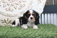 Sophine, a female Cavalier King Charles Spaniel for sale in Charm, OH – Photo 4 of 4