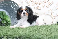 Sophine, a female Cavalier King Charles Spaniel for sale in Charm, OH – Photo 2 of 4