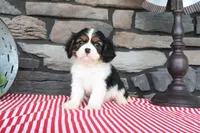 Joey, a female Cavalier King Charles Spaniel for sale in Charm, OH – 5 of 5