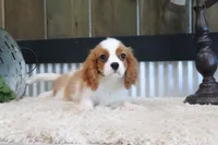 Bart, a male Cavalier King Charles Spaniel for sale in Charm, OH – 10 of 10