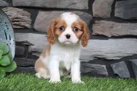Lottie, a female Cavalier King Charles Spaniel for sale in Charm, OH – 2 of 4