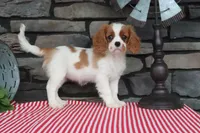 Heidi, a female Cavalier King Charles Spaniel for sale in Charm, OH – 4 of 6