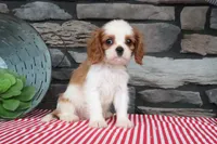 Polo, a male Cavalier King Charles Spaniel for sale in Charm, OH – 3 of 6