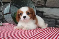 Otis, a male Cavalier King Charles Spaniel for sale in Charm, OH – 2 of 5