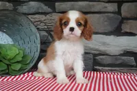 Pebbles, a male Cavalier King Charles Spaniel for sale in Charm, OH – 5 of 5