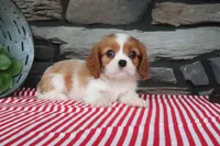 Oliver, a male Cavalier King Charles Spaniel for sale in Charm, OH – 5 of 5