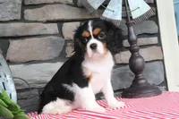 Dottie, a female Cavalier King Charles Spaniel for sale in Charm, OH – 1 of 7