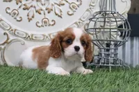 Charlotte, a male Cavalier King Charles Spaniel for sale in Charm, OH – 5 of 5