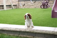 Valentine, a male Cavalier King Charles Spaniel for sale in Charm, OH – 5 of 6