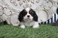 Edison, a male Cavalier King Charles Spaniel for sale in Charm, OH – 4 of 4