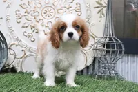 Bart, a male Cavalier King Charles Spaniel for sale in Charm, OH – 3 of 5