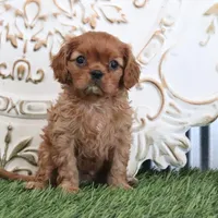 Oliver, a male Cavalier King Charles Spaniel for sale in Charm, OH – Photo 5 of 6