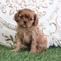 Oliver, a male Cavalier King Charles Spaniel for sale in Charm, OH – Photo 3 of 6