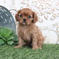 Oliver, a male Cavalier King Charles Spaniel for sale in Charm, OH – Photo 2 of 6