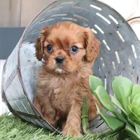 Oliver, a male Cavalier King Charles Spaniel for sale in Charm, OH – Photo 1 of 6