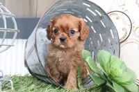 Oliver, a male Cavalier King Charles Spaniel for sale in Charm, OH – Photo 1 of 6