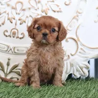 Oliver, a male Cavalier King Charles Spaniel for sale in Charm, OH – Photo 6 of 6