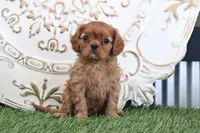 Oliver, a male Cavalier King Charles Spaniel for sale in Charm, OH – Photo 6 of 6